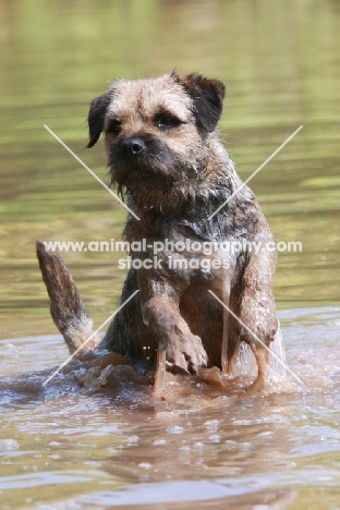 Border Terrier in water