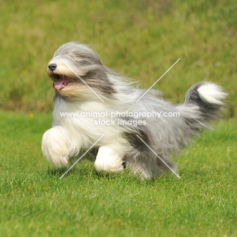 Bearded Collie running