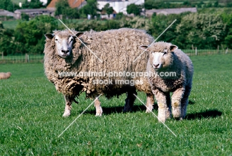 cotswold ewe and lamb