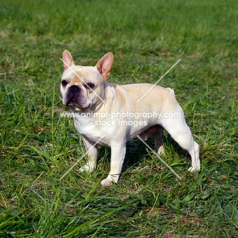 am ch pennyroyal's quiet riot, french bulldog standing on grass in usa