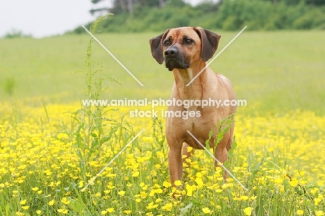 Rhodesian Ridgeback in flowery field