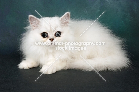 chinchilla kitten looking at camera