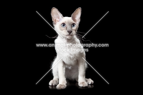 young Peterbald cat, sitting down