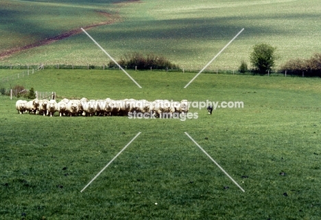 border collie working sheep