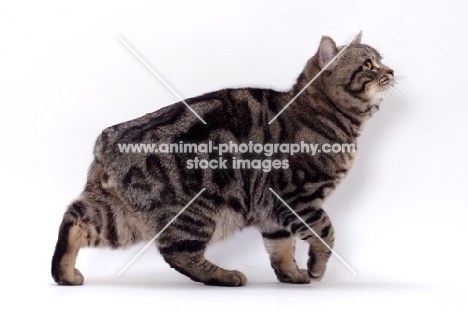 Brown Classic Tabby Manx cat, side view