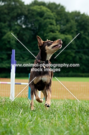 Kelpie looking up