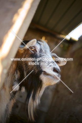 a white goat in a stable