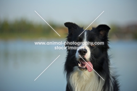 black and white border collie with tongue out, sitting in front of a lake
