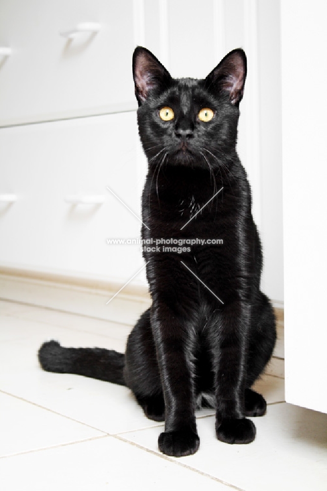 Black cat sitting in kitchen