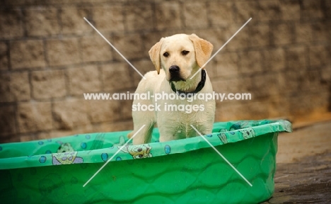 Labrador Retriever in paddling pool