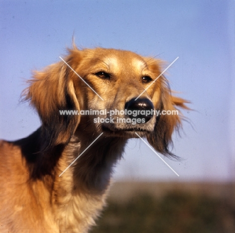  daxlore saluki head study against blue sky