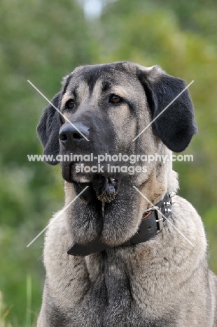 Spanish Mastiff (Mastin Espanol) portrait