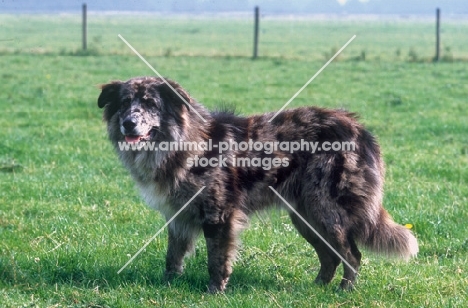 Old German Shepherd dog, side view
