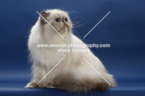 10 month old Blue Tortie Point Himalayan cat sitting on blue background. (Aka: Persian or Himalayan)