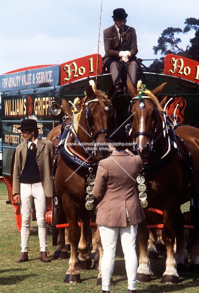 suffolk horses at driving competition at windsor