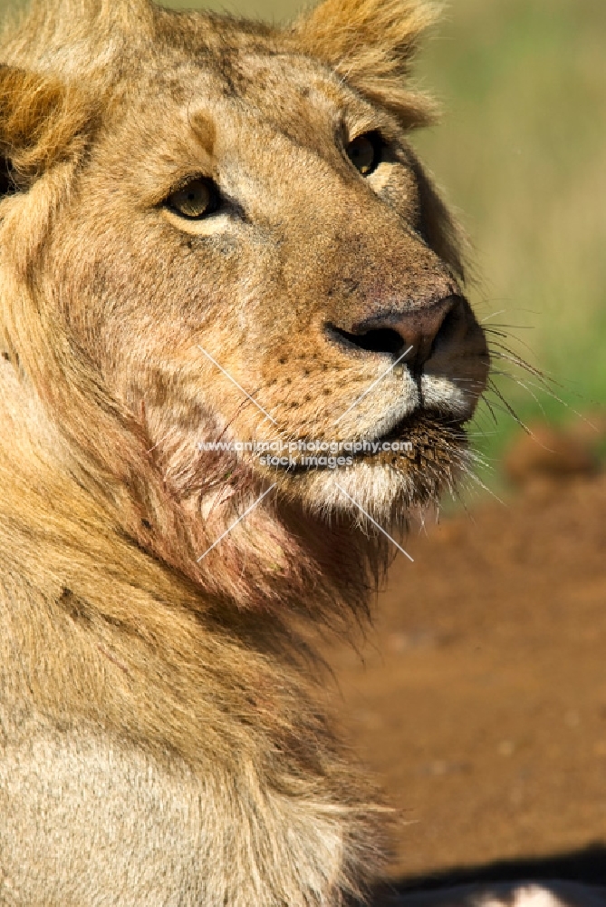 lion lying on road