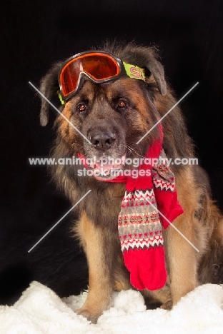 Leonberger in wintersport gear