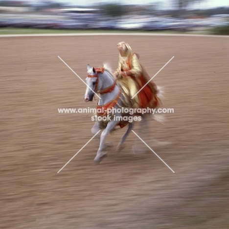 Arabian native costume, Class at Florida show, ridden Arab USA 