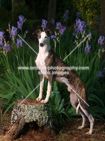Whippet with flowers in background