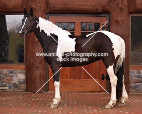 Pinto horse, side view