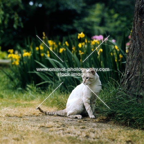 ch reoky jnala, tabby point siamese cat with daffodils