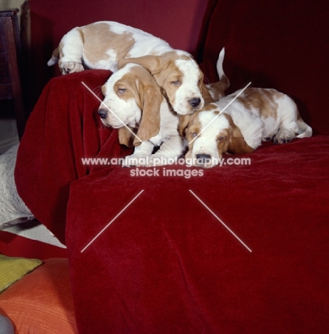 three Basset Hound pups sleeping