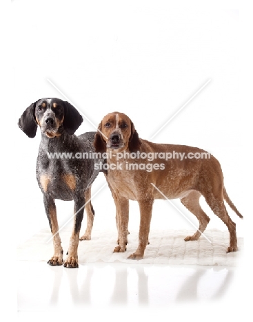 blue tick and red tick coonhounds standing together