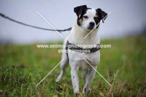 mongrel dog on a leash