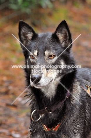 Alaskan Husky