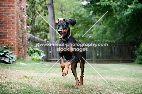 doberman running