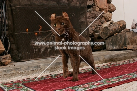 brown American Curl near fireplace