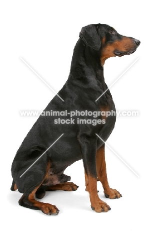 Australian Champion Dobermann sitting on white