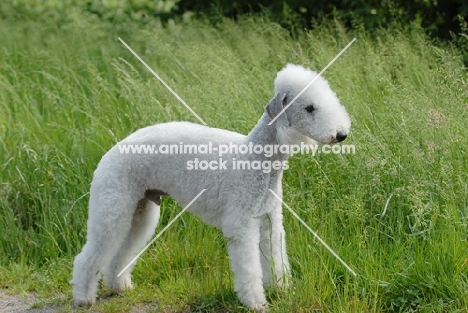 Bedlington Terrier side view