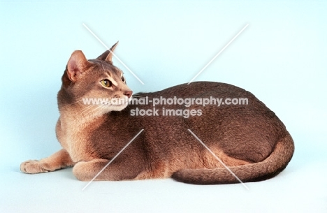 blue Abyssinian on blue background, lying down