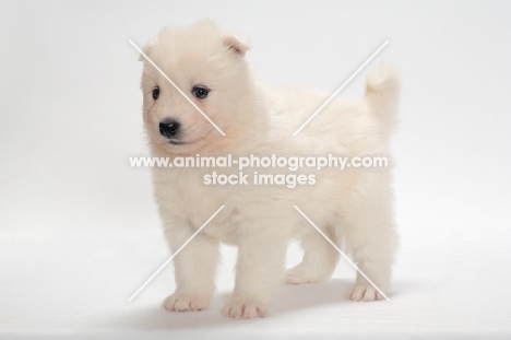 Samoyed puppy in studio