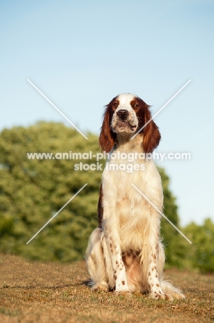 Irish red and white setter sitting down