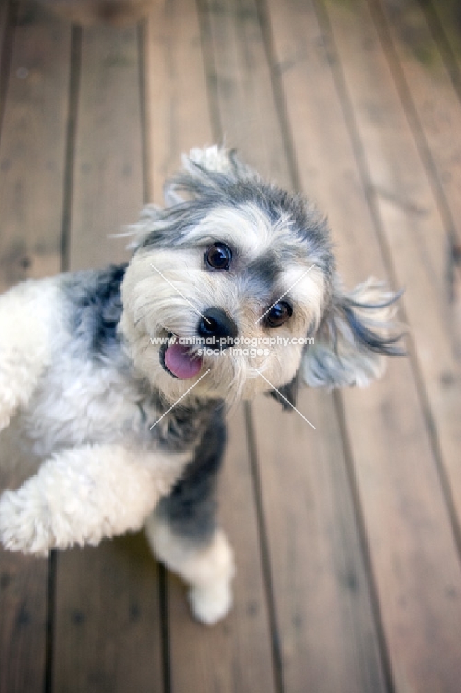 malitpoo jumping up