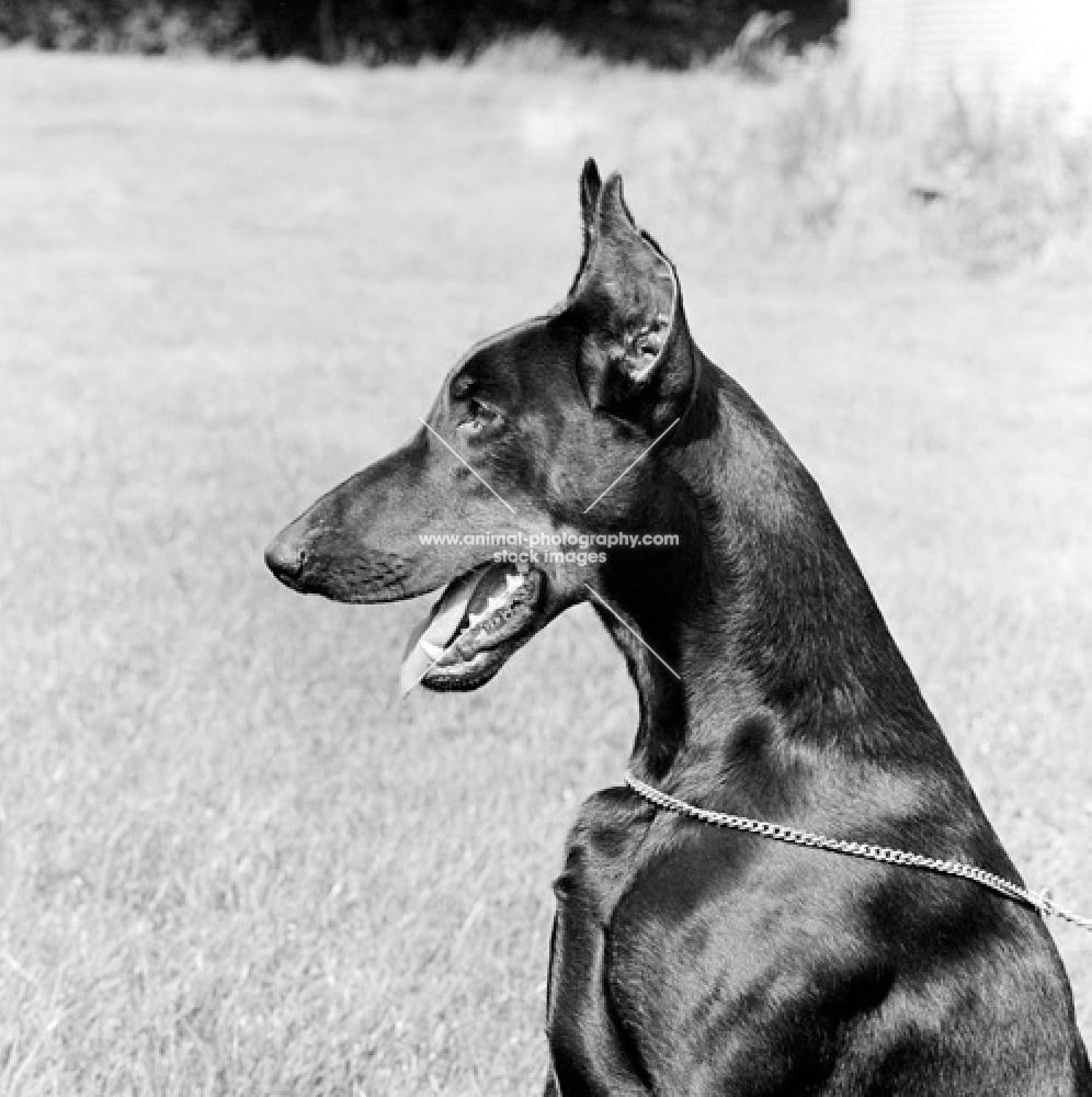 Gravin Cita van neerlands stam, dobermann with cropped ears portrait