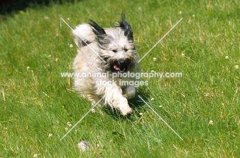 mongrel running in grass