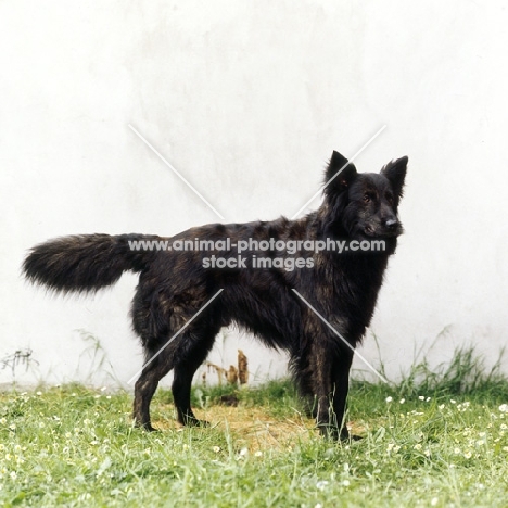 Astrix v.'t Langharig Tuig, dutch shepherd dog standing on grass by a wall