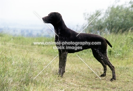 sh ch hillanhi laith (abbe) german shorthaired pointer, alert ready to retrieve