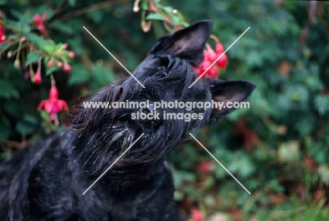 scottish terrier against flowers