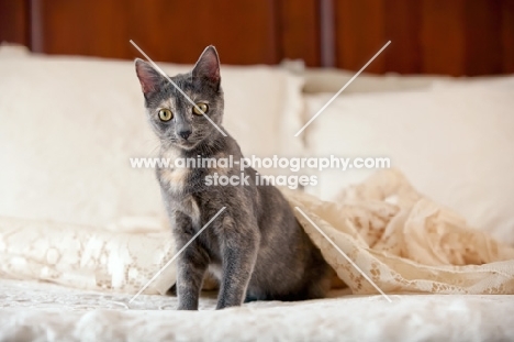 grey cat siting on bed with white lace.