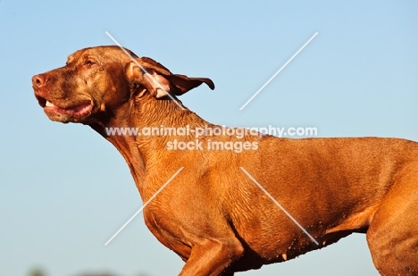 Hungarian Vizsla profile