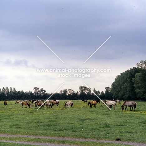 herd of Dulmen ponies in field