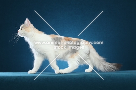 Turkish Van cat walking on blue background