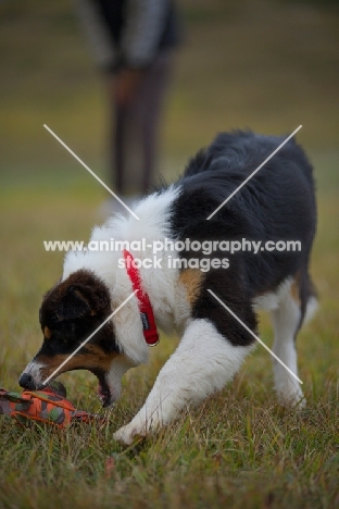 black tri colour australian shepherd puppy catching toy, owner in the background