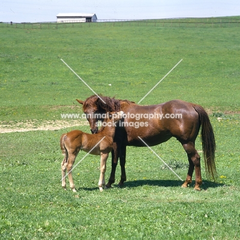 quarter horse mare and foal nuzzling and nibbling in usa 
