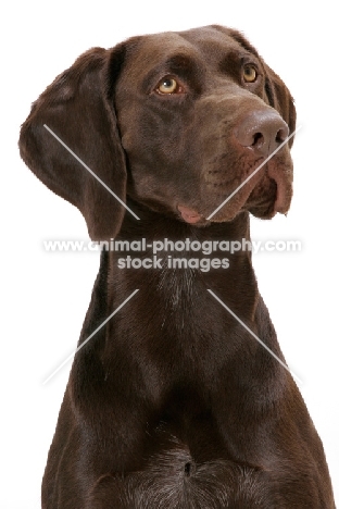 Australian Champion German Shorthaired Pointer, looking up