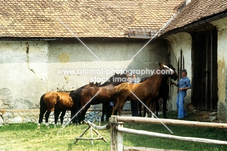 austrian half blood colts at wilhelm, piber 